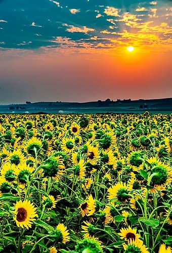 Washington State-Pasco Misty dawn morning on a sunflower fieldin Central Washington Art Print